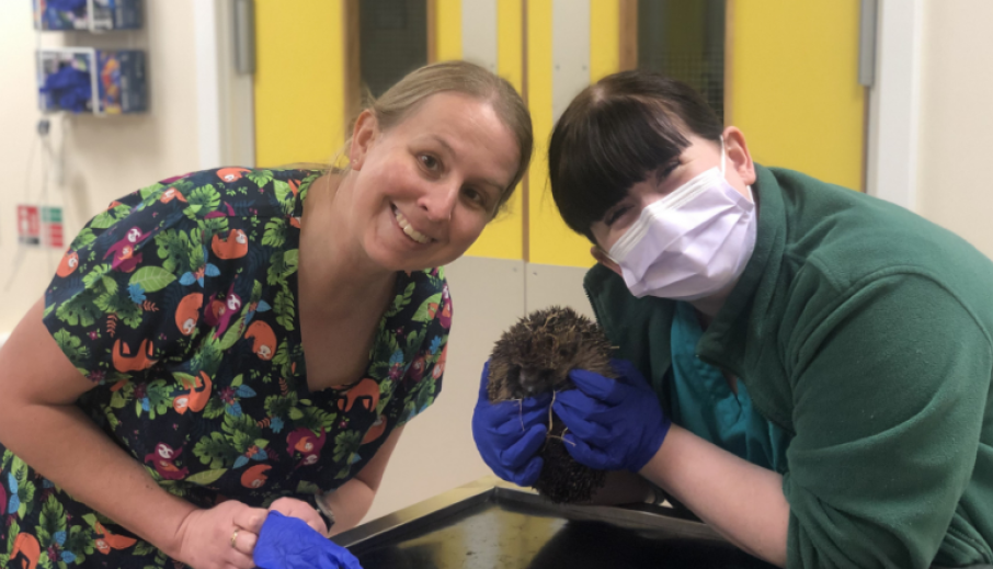 Orchard Vets